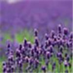 ޹�²�������Ƶ��Ѱ�app